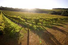 Vineyard Planning & Development