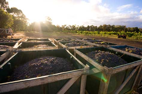 Harvesting Grapes on the Vineyard